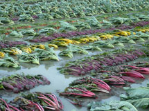 Flooded crops at Natural Roots Farm, Conway