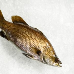 Fish white background 3.jpg