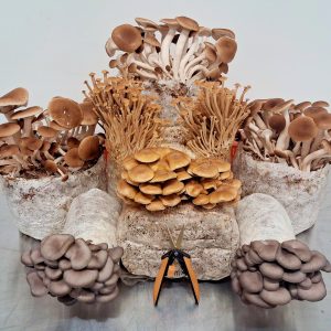 amherst mushrooms 2.jpg