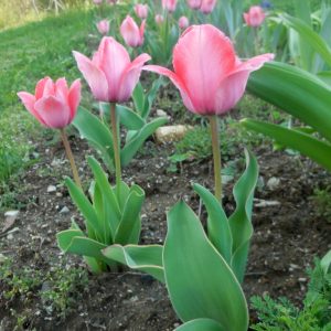Tulip_varigated.jpg