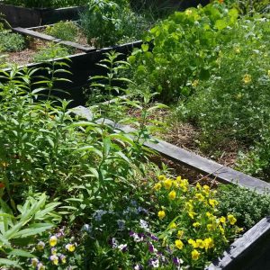 small boxed beds.jpeg