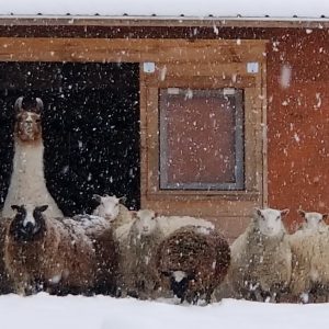 Welcome to the barn - snow resized.jpg