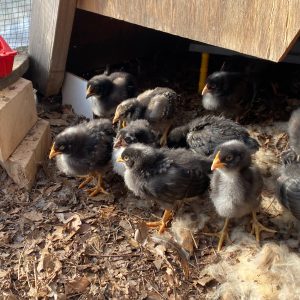 Chicken month chicks in barn 1.jpg