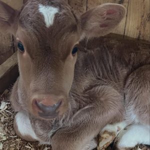 calf.jpg