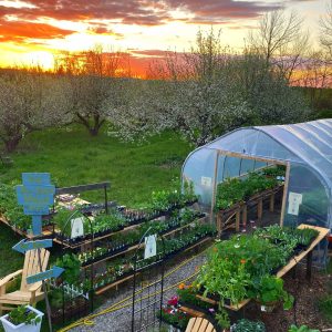 greenhouse at sunset.jpg