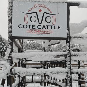 cote_cattle.jpg