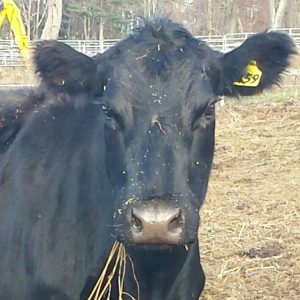 Cow with Hay.jpg