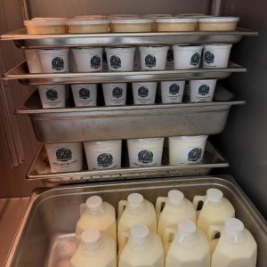 VG dairy cow.jpg