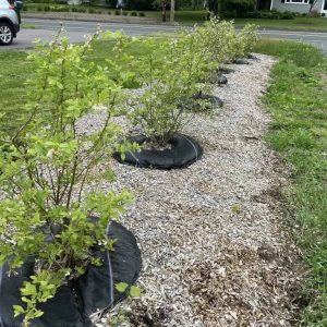 small blueberry row.jpeg