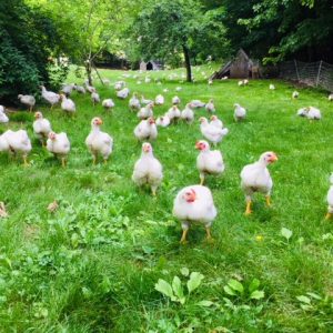 Green grass Chix.jpg