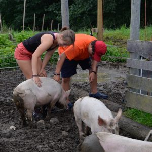 180803-petting-pigs.jpg