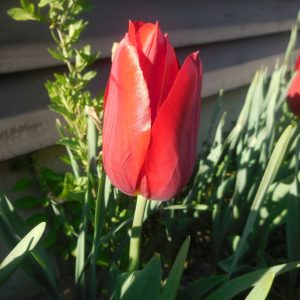 Tulip_red.jpg