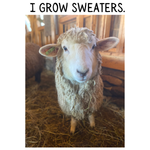 i_grow_sweaters4.png