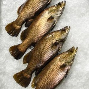 Fish white background 4.jpg