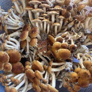 Mushrooms chestnut smaller.jpg
