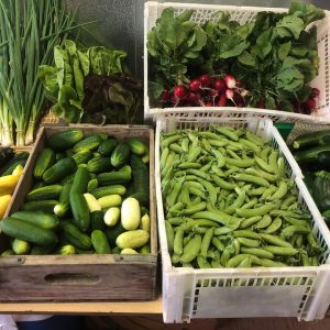 A snapshot of early July's harvest at Intervale Farm in Southampton.jpg