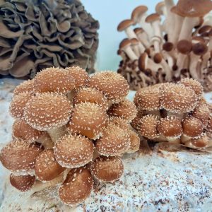 amherst mushrooms 3.jpg