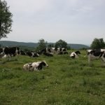 Cows in Pasture at Bree-Z-Knoll Farm