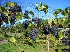 Mount Warner Vineyard grapes