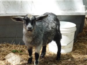 Stony Creek Goat