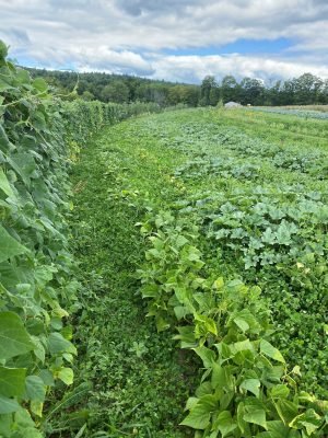 curving rows of vegetables growing amid a living clover cover crop