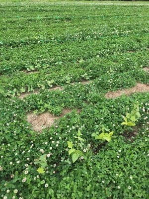 short bean plants growing amid clover cover crop