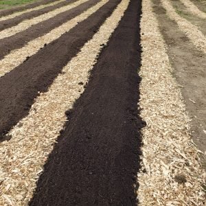 alternating rows of bare soil ready for planting and woodchip paths