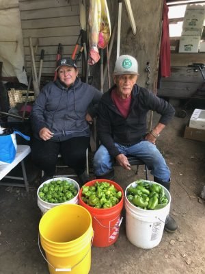 Hispanic man and woman, middle aged, sit in folding chairs in a farm structure. 5 gallon buckets of green sweet peppers in foreground