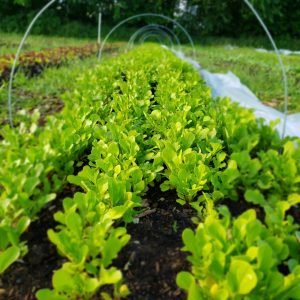 Young lettuce plants growing in rows