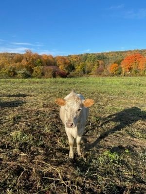 White cow stands in field, fall leaves in forest in background