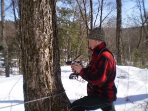 Man in red and black jacket and beanie uses a drill to make a hole in a sugarmaple tree, with snow-covered ground in background