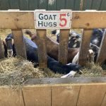 goats eay from hay manger by sticking their heads between wood slats in fencing. Sign above says "goat hugs, 5 cents"