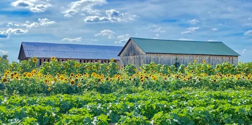 Sunflowers in the foreground of a barn