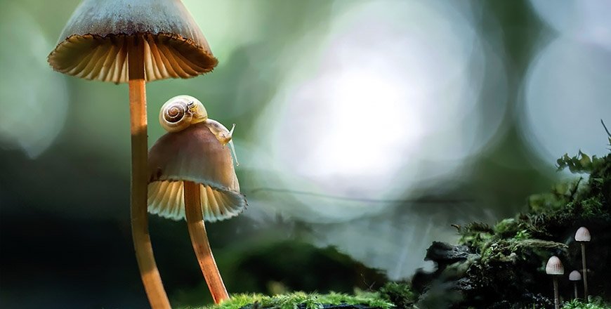 photo of a small snail on a mushroom