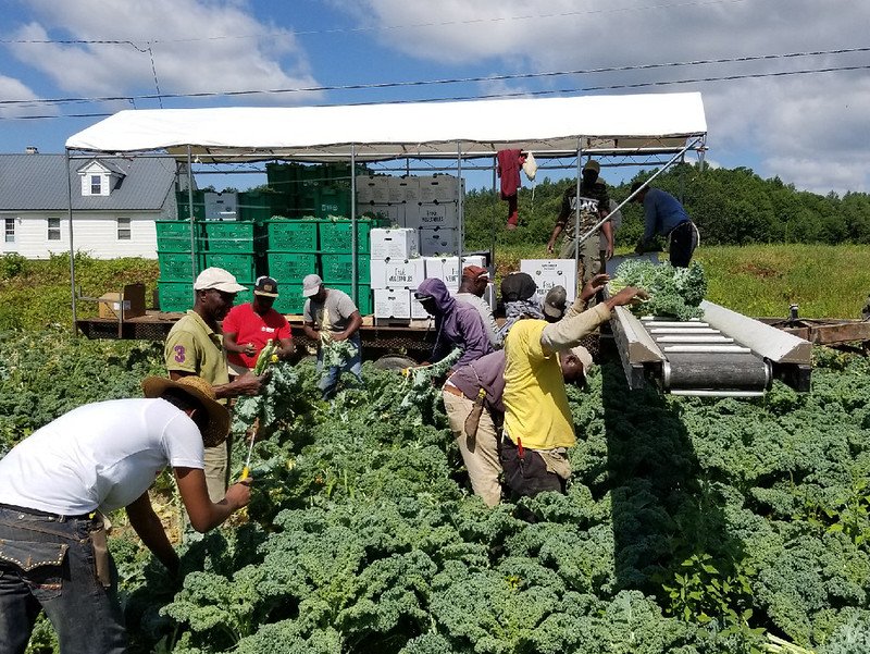 Work crews harvesting kale in a field. 
