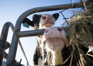 FlayvorsofCookFarm-hg-Jacobi-03042026-06