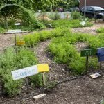 AbundanceFarm-hg-Jacobi-08052026-15